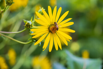 Bee collecting pollen on yellow flower