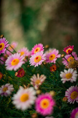 Fototapeta premium Fondo con trama de flores rosas y amarillas, detalle flor