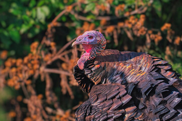 close up of turkey in the Minnesota wildlife