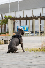Pit bull dog walking in Barra da Tijuca park, Rio de Janeiro. Cement floor, some gymnasiums and...