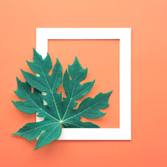 tropical leaf in wooden picture frame