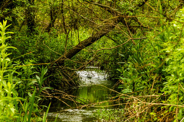 Small river among the vegetation in the town of Banyeres de Mariola, Vinalopó river.