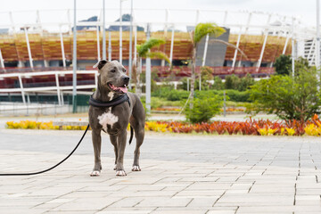 Pit bull dog walking in Barra da Tijuca park, Rio de Janeiro. Cement floor, some gymnasiums and trees around. Cloudy day. Selective focus.
