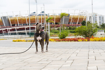 Pit bull dog walking in Barra da Tijuca park, Rio de Janeiro. Cement floor, some gymnasiums and...