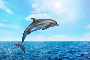 Beautiful bottlenose dolphin jumping out of sea with clear blue water on sunny day - obrazy, fototapety, plakaty