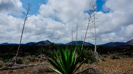 Agave, Pflanzen in vulkanischer Landschaft, Aloe