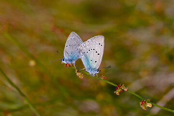 Giant blue butterfly in cassia plant ; Glaucopsyche lessei