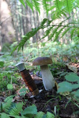 mushrooms in the forest
