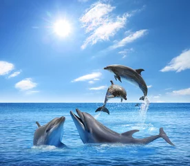 Foto auf Leinwand Beautiful bottlenose dolphins jumping out of sea with clear blue water on sunny day © New Africa