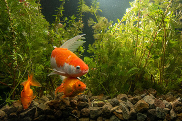 Nature style aquarium tank with various fish and aquatic plants inside