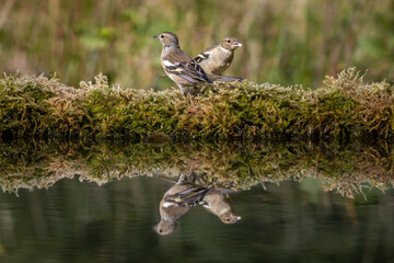 Two Female Chaffinch Birds Interesecting, Reflected on Water