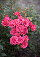 many rosebuds on the bush