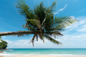 Fototapeta na wymiar palms on island blue sky and clouds background.photo frame coconut trees on beach.