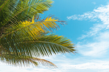 Naklejka premium palms on island blue sky and clouds background.photo frame coconut trees on beach.