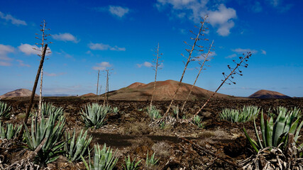 Agave, Pflanzen in vulkanischer Landschaft, Aloe