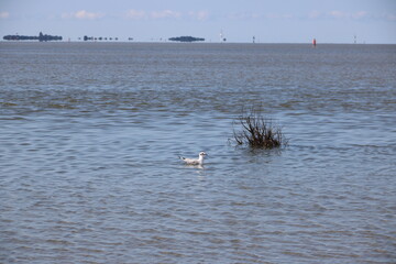 Wattenmeer der Nordsee vor Cuxhaven bei ablaufendem Wasser mit Blick auf die Insel Neuwerk