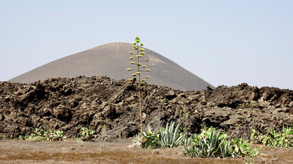 Agave, Pflanzen in vulkanischer Landschaft, Aloe