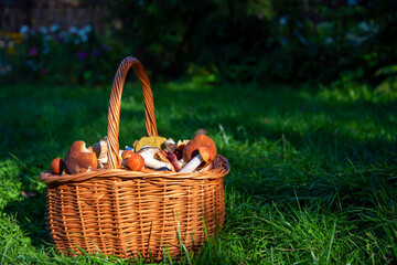 A wicker basket full of wild mushrooms stands on the green grass.