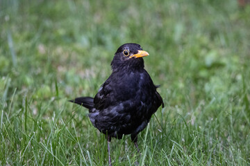 Amsel-Mann 