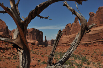 Knotted old trees in Arches National Park