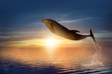 Beautiful bottlenose dolphin jumping out of sea at sunset © New Africa