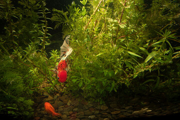Nature style aquarium tank with various fish and aquatic plants inside