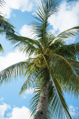 Coconut palm trees with blue sky on summer nature scene.Bottom view of palm trees tropical islands.
