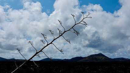 Agave, Pflanzen in vulkanischer Landschaft, Aloe