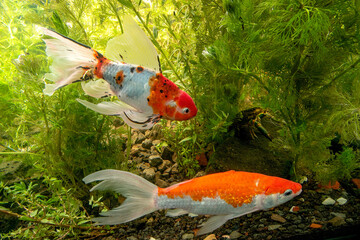 Nature style aquarium tank with various fish and aquatic plants inside