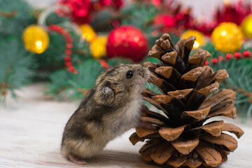 Dzungarian hamster sniffs a fir cone against the background of a New Year tree. New Year mood, New...