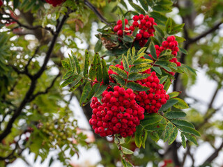 red berries on a branch