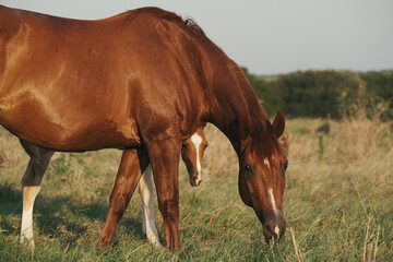 Naklejka na ściany i meble Quarter horses in Texas summer field grazing shows mare with foal close up on ranch.