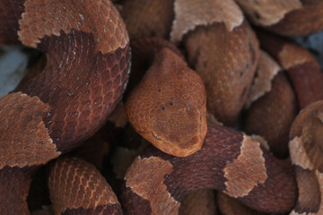 Texture on scales of venomous Copperhead snakes closeup.