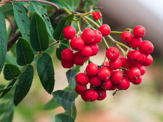 red berries on a bush