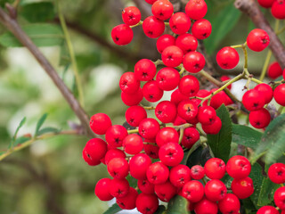 red berries on a bush