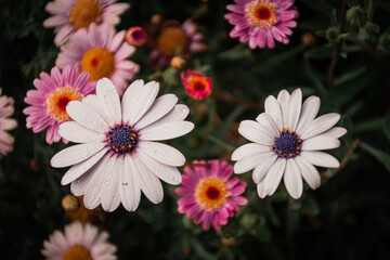 Obraz premium Flores blancas y violetas, fondo verde desenfocado, luz suave. Osteospermum fruticosum. Dimorphotheca