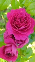 Growing beautiful pink english rose