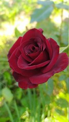Growing beautiful red rose on the bush - 453876248