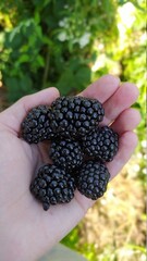 blackberry in hand - 453876289