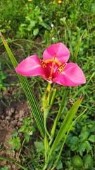 pink orchid flower - 453876407