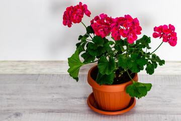 Pot with a geranium with several flowers colored in pink, beautifully contrasted with the green of the leaves, photographed in the house on the wooden floor