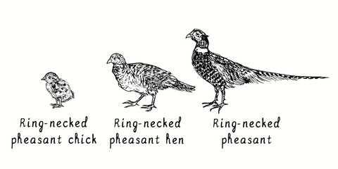 Fototapeta na wymiar Ring-necked pheasant rooster, hen and chick side view. Ink black and white doodle drawing in woodcut style illustration
