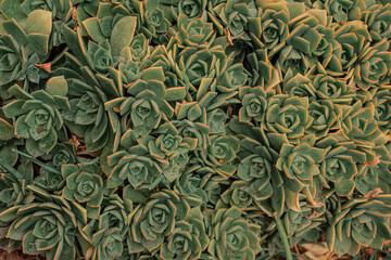 Trama floral, fondo suculenta, planta verde