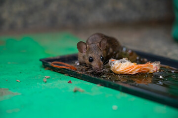 A mouse or rat animal on mouse trap glue in the kitchen room eating prey full of dirt. what causes...