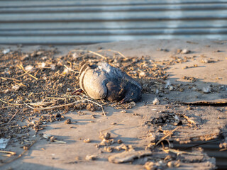 dead pigeon on table with junk