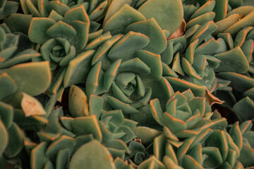 Trama floral, fondo suculenta, planta verde