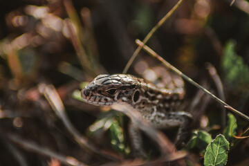 lizard on a rock