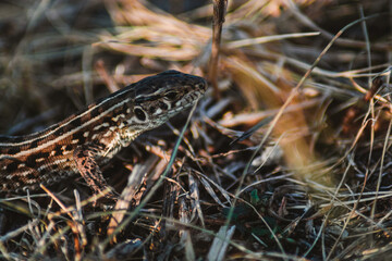 lizard on the grass