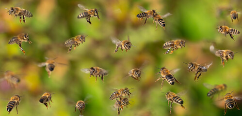 einzigartiges Foto von Bienen im Flug - Bienenzucht (Apis mellifera) aus nächster Nähe