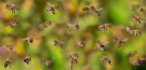 Papier Peint photo Lavable Abeille photo unique d& 39 abeilles en vol - élevage d& 39 abeilles (Apis mellifera) en gros plan